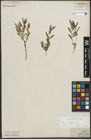 Foto von Salix repens subsp. incubacea (L.) A. Neumann